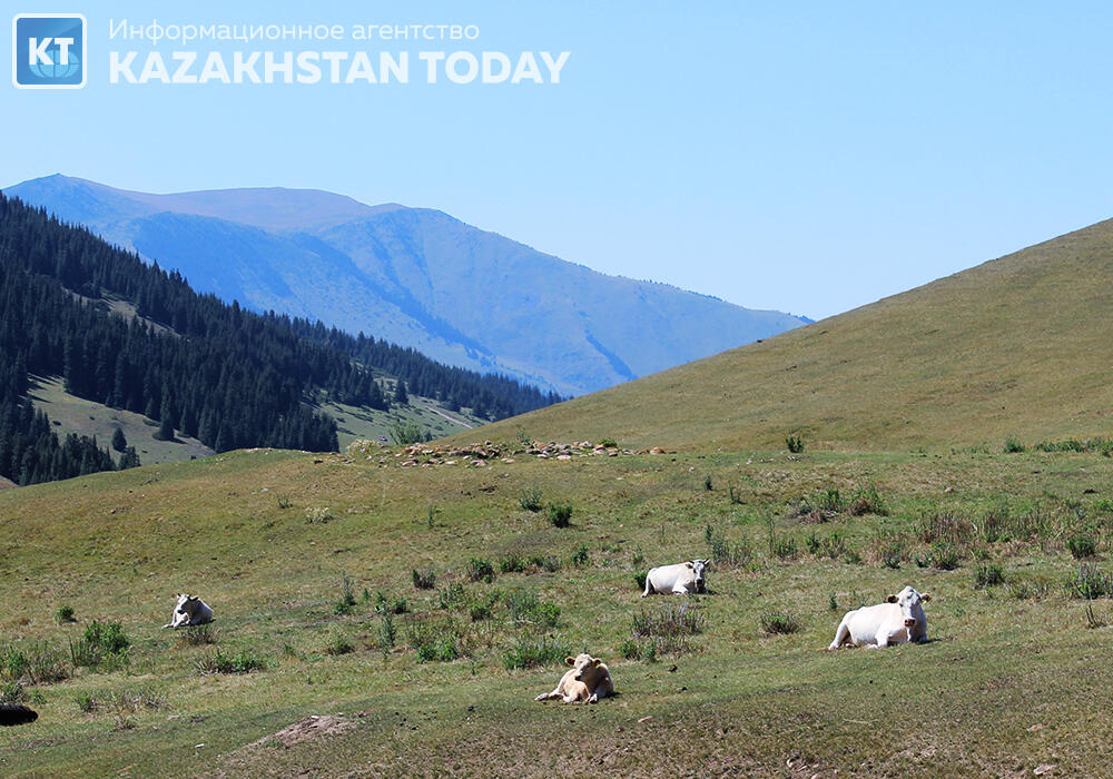 Іле Алатауының Жайлауы