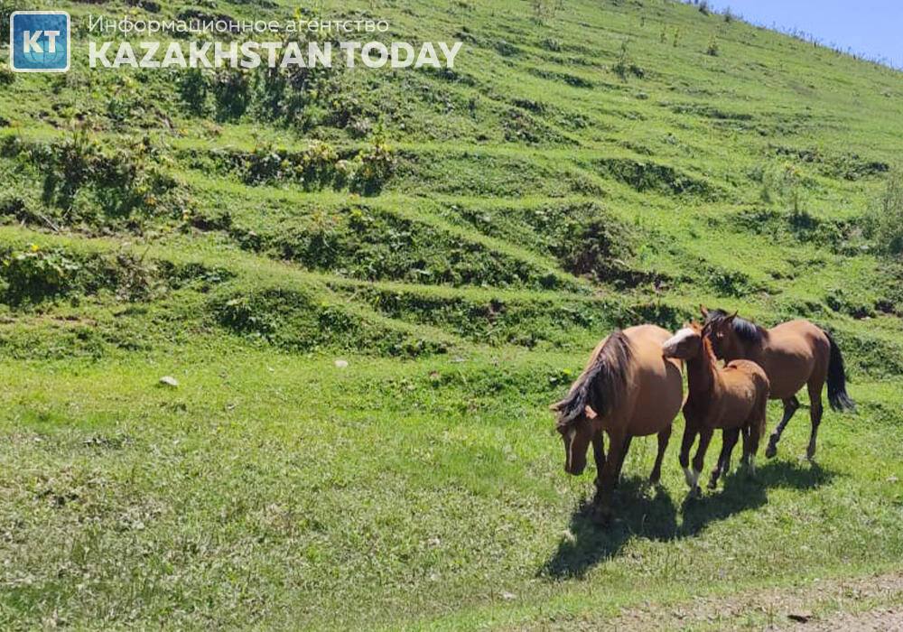 Іле Алатауының Жайлауы