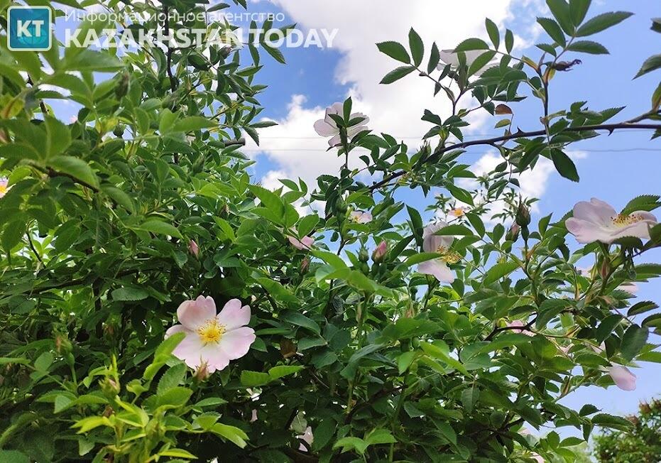 Синоптики рассказали казахстанцам о погоде в воскресенье 