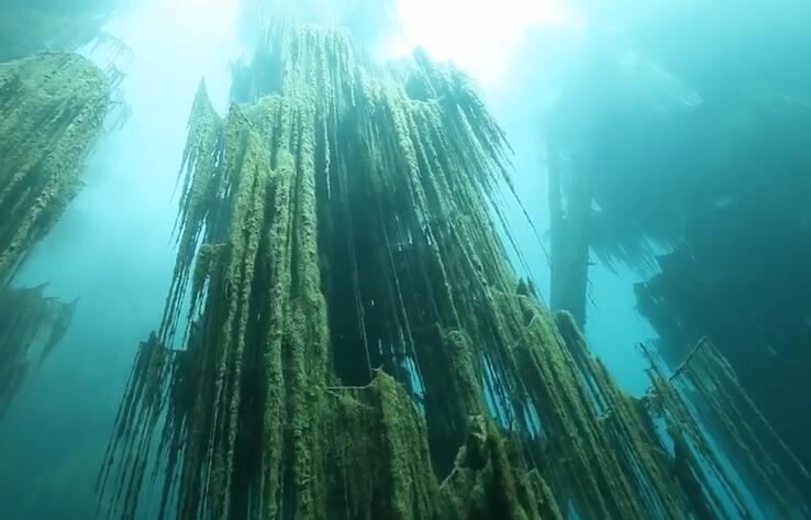 Подводный лес в озере Каинды в Алматинской области