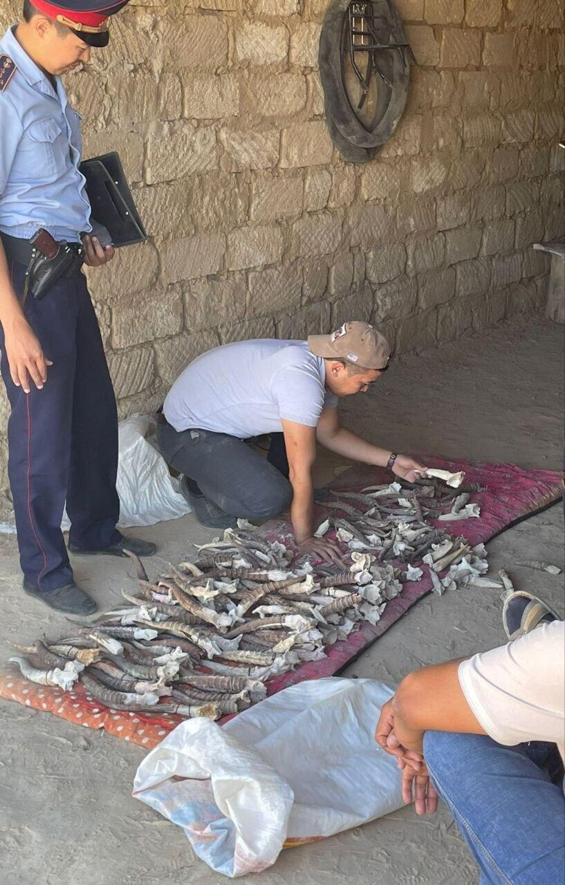 У жителя Мангистауской области изъяты 198 рогов сайги. Фото: Polisia.kz