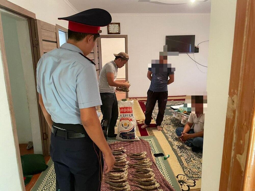 У жителя Мангистауской области изъяты 198 рогов сайги. Фото: Polisia.kz