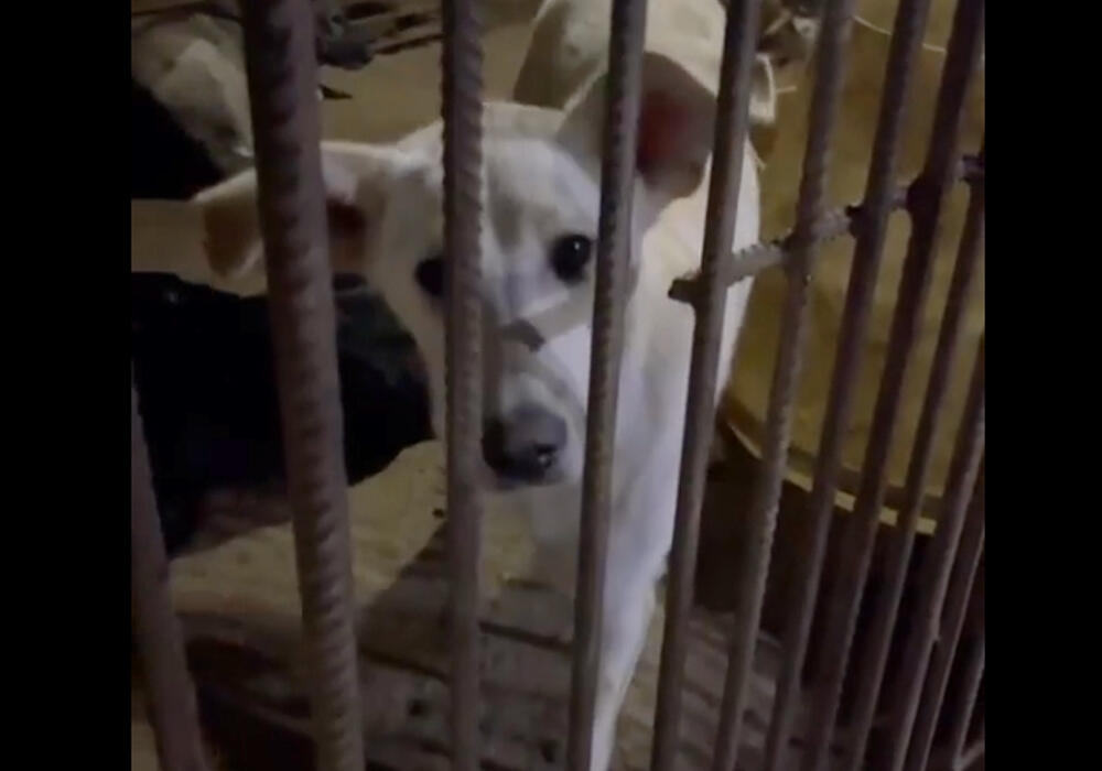 Массовая бойня в Талгаре: зоозащитники обнаружили место, где убивали собак
