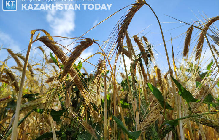 В Казахстане с начала уборочной кампании собрано пшеницы с 6,1 млн гектаров