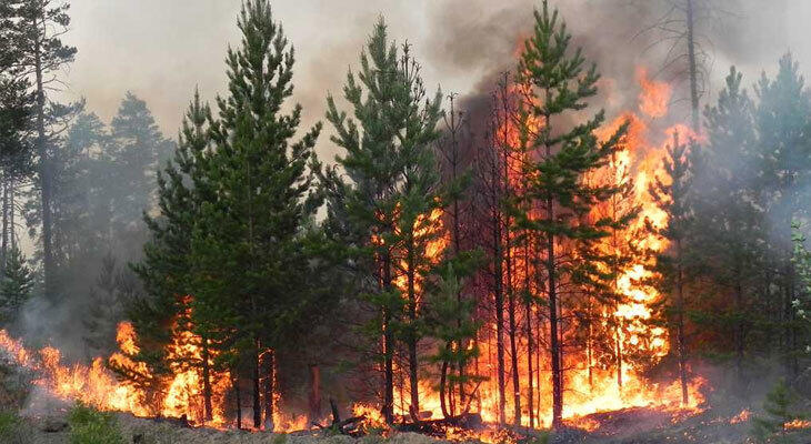 Лесной пожар произошел в Костанайской области