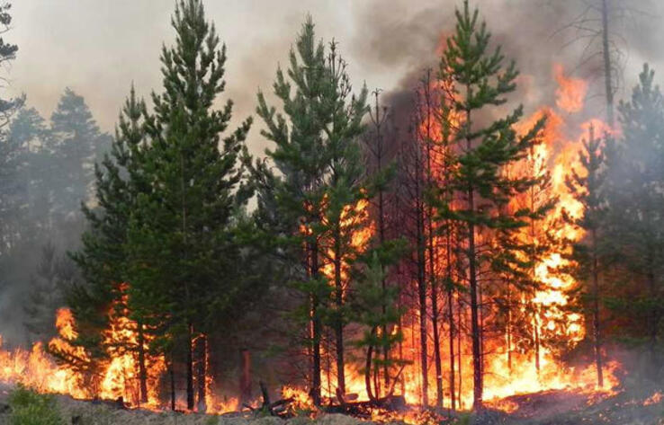 Лесной пожар в Костанайской области: эвакуируют жителей близлежащих сел