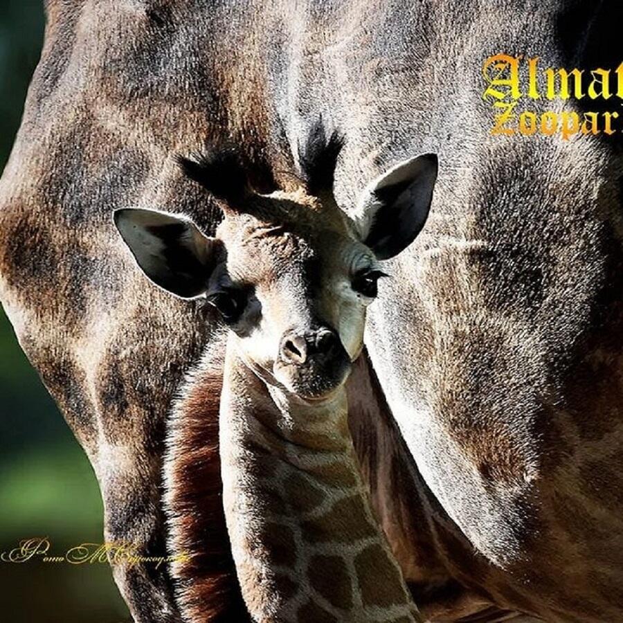 Детеныш жирафа появился на свет в алматинском зоопарке