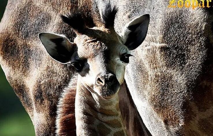 Детеныш жирафа появился на свет в алматинском зоопарке