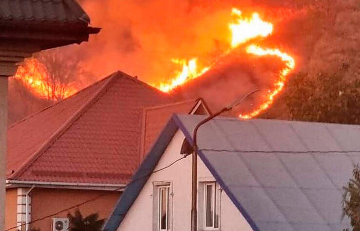 Алматыда тау баурайында ағаштарды өртеген күдікті ұсталды