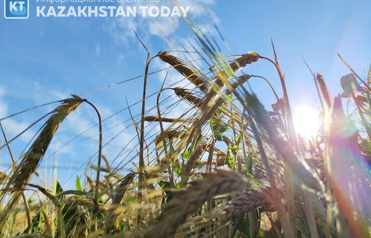 В Казахстане убрано порядка 70% урожая зерновых