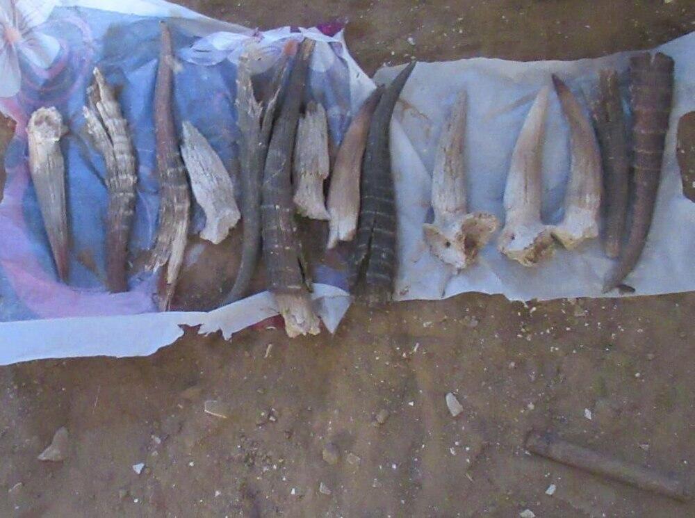 В Актюбинской области у сельчанина изъяли 14 рогов сайги