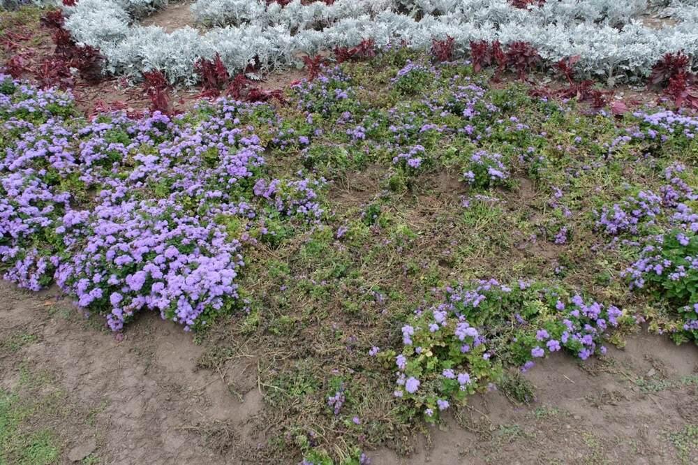 Зрители концерта "Gakku Дауысы" в Алматы уничтожили почти 94 тысячи цветов. Фото: t.me/almaty_akimat