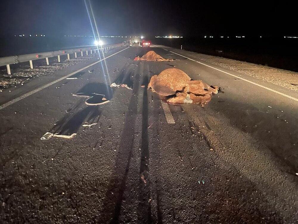 К трем годам тюрьмы и многомиллионному штрафу приговорены браконьеры в Павлодарской области. Фото: polisia.kz