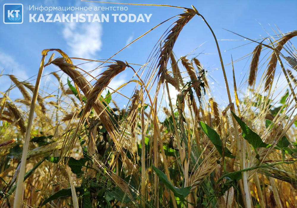 В Казахстане намолочено свыше 17 млн тонн зерна