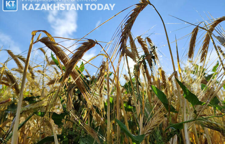 В Казахстане намолочено свыше 17 млн тонн зерна