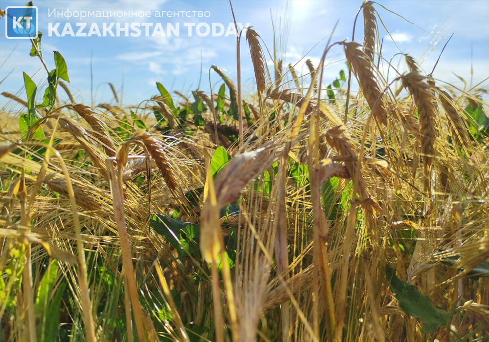 Kazakhstan to export grain to Pakistan, Iran