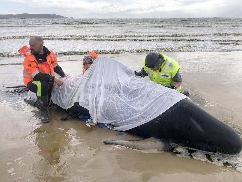 Около 230 китов выбросились на берег в Тасмании