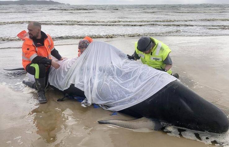 Около 230 китов выбросились на берег в Тасмании