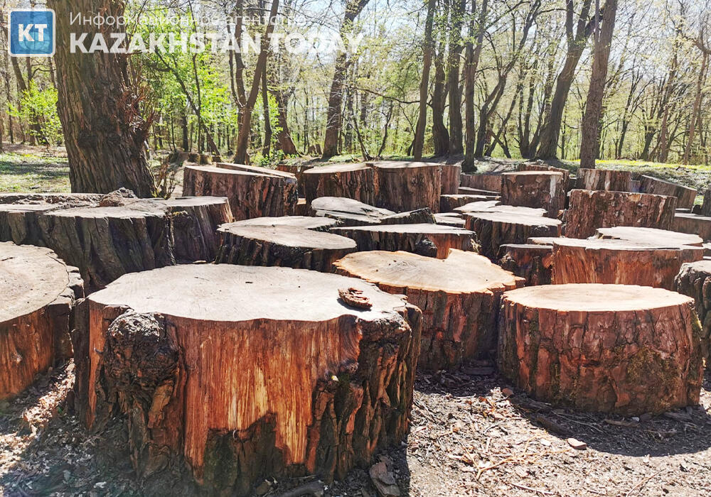 Факты незаконной вырубки деревьев и их ненадлежащего содержания выявили в Туркестанской области