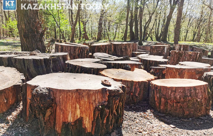 Факты незаконной вырубки деревьев и их ненадлежащего содержания выявили в Туркестанской области