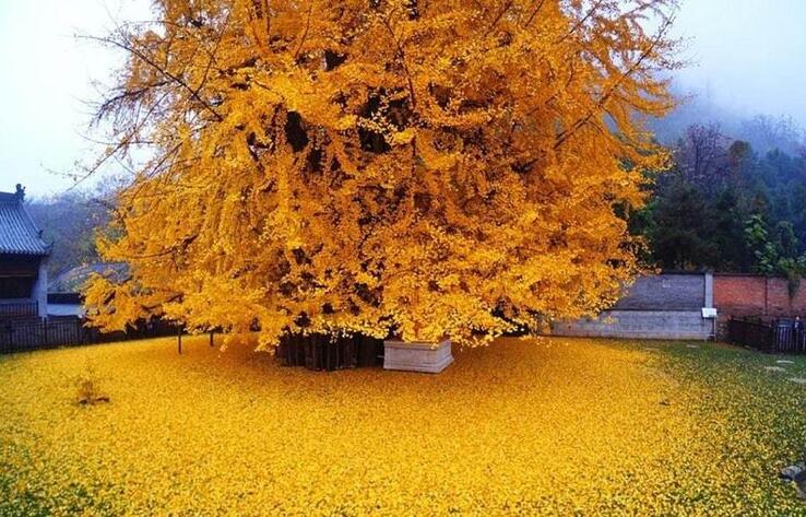 ​Невероятное дерево Гинкго возрастом в 1400 лет