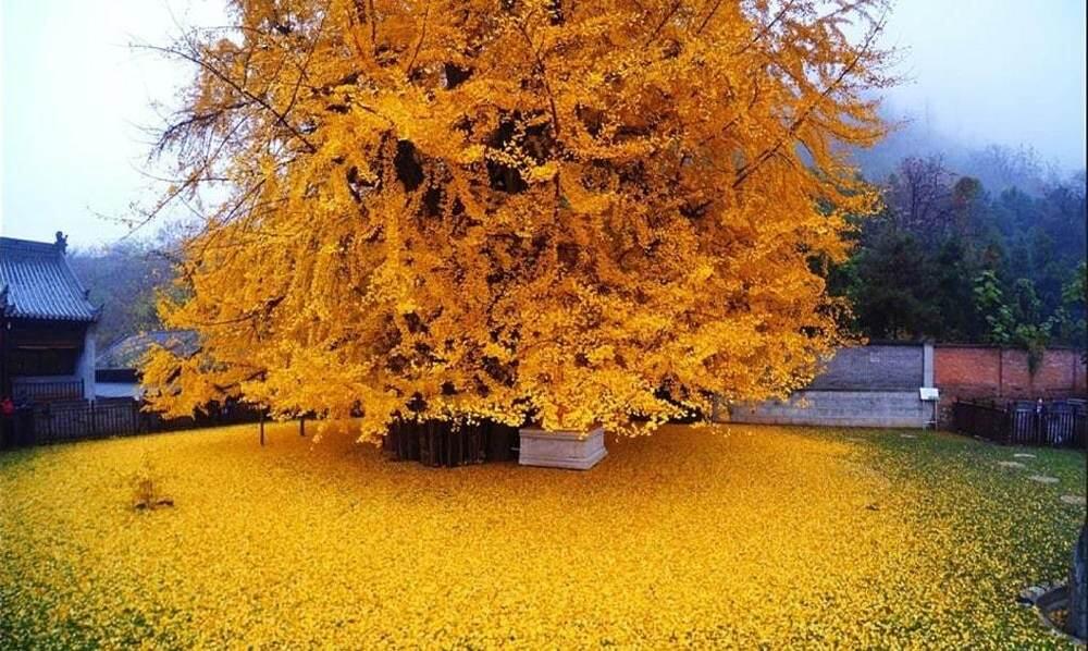 ​Невероятное дерево Гинкго возрастом в 1400 лет. Фото: telegram/Nation Geographic