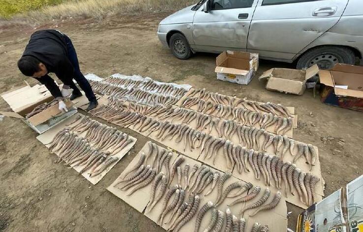 В Актюбинской области у браконьера изъяли более 900 сайгачьих рогов