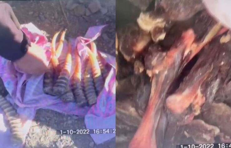 В Улытауской области полицейские обнаружили в авто мясо и рога сайги 