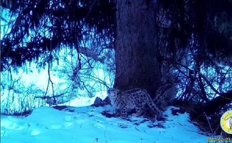 Орман шаруашылығы комитеті Алматы қорығында қар барысының бейнесін жариялады