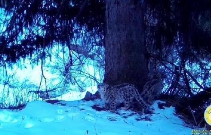 Орман шаруашылығы комитеті Алматы қорығында қар барысының бейнесін жариялады