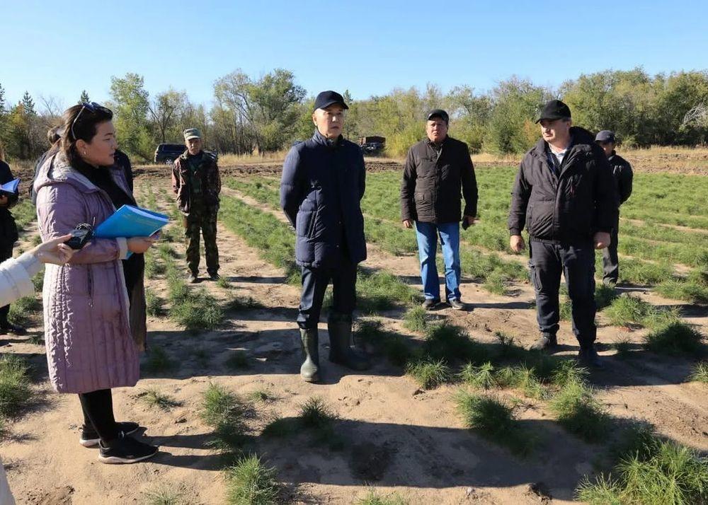 Қостанай облысында өрттен кейін орман алқабын қалпына келтіру жұмыстары басталады. Сурет: instagram/arkhimed_mukhambetov