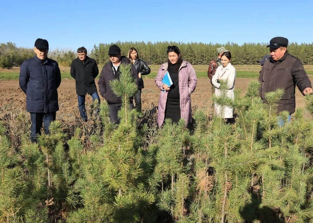 Қостанай облысында өрттен кейін орман алқабын қалпына келтіру жұмыстары басталады. Сурет: instagram/arkhimed_mukhambetov
