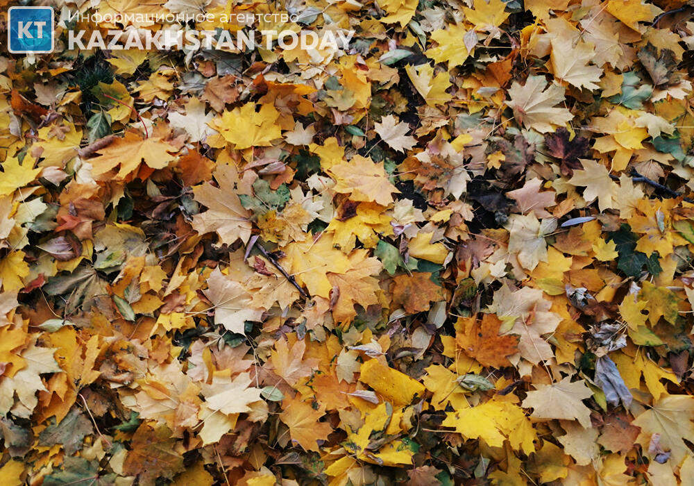 Какая погода ожидается в Казахстане в среду