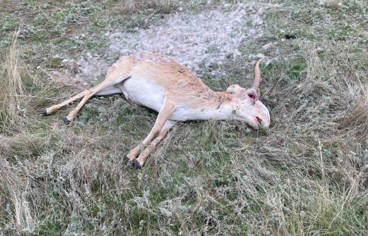 В ЗКО выясняют причину гибели сайгаков 