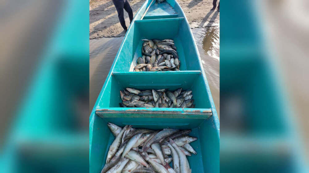 Около двух тонн рыбы изъяли у браконьеров в Атырауской области