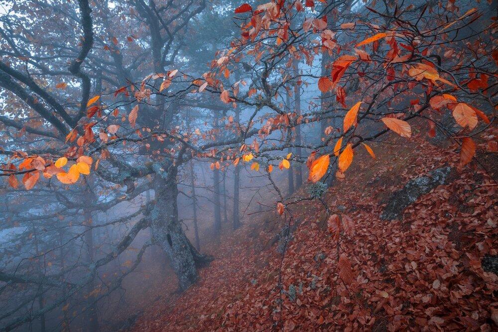 Краски осени. Фото: 35photo.pro Copyright by Даниил Коржонов