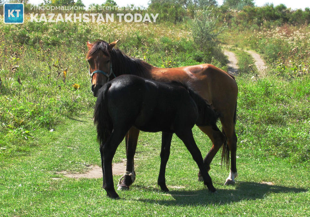 Президент Алматы облысында жайылымдардың жетіспеушілігін өткір мәселе деп атады