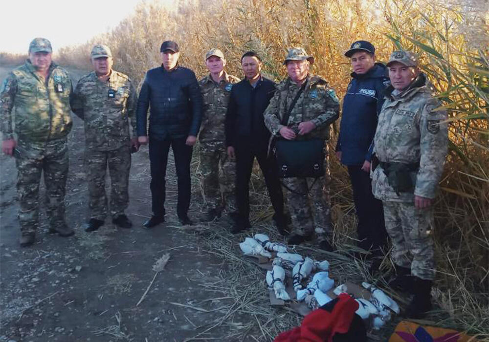 Краснокнижных соколов балобанов пытались вывезти из Казахстана в Кыргызстан. Фото: МЭГПР РК