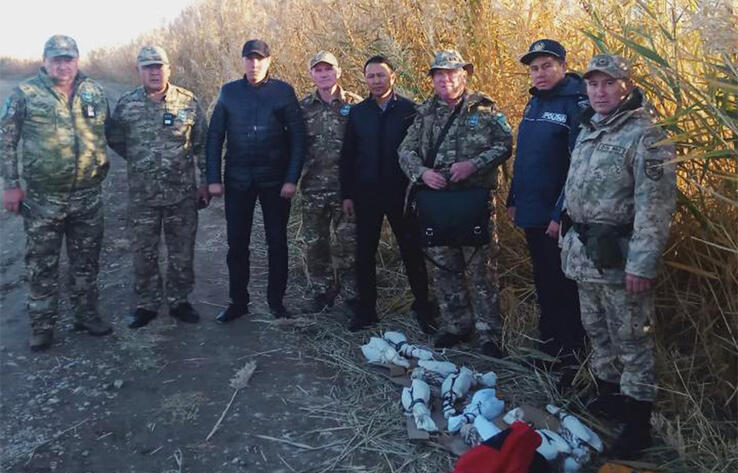 Краснокнижных соколов балобанов пытались вывезти из Казахстана в Кыргызстан