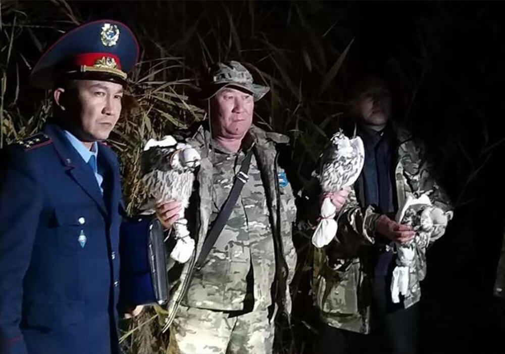 Краснокнижных соколов балобанов пытались вывезти из Казахстана в Кыргызстан. Фото: МЭГПР РК