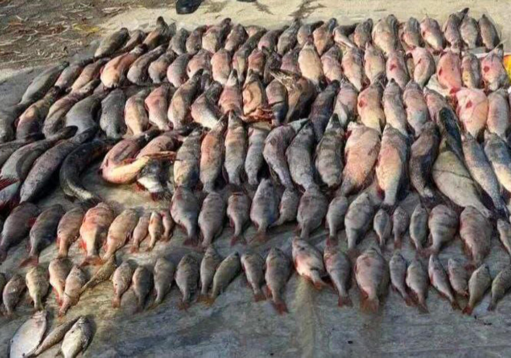 В Актюбинской области у браконьеров изъяли 176 килограммов рыбы . Фото: Polisia.kz