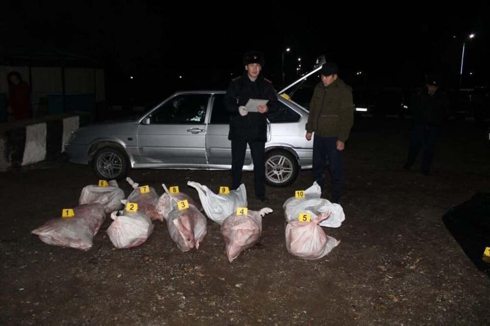 Браконьеров с 27 тушами сайги задержали в Актюбинской области