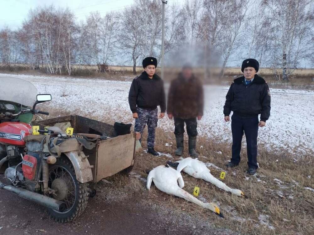 Застрелившего пару краснокнижных лебедей акмолинца задержали полицейские 