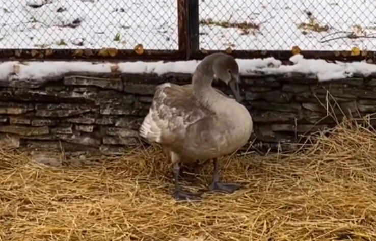 Жители Кокшетау спасли краснокнижного лебедя