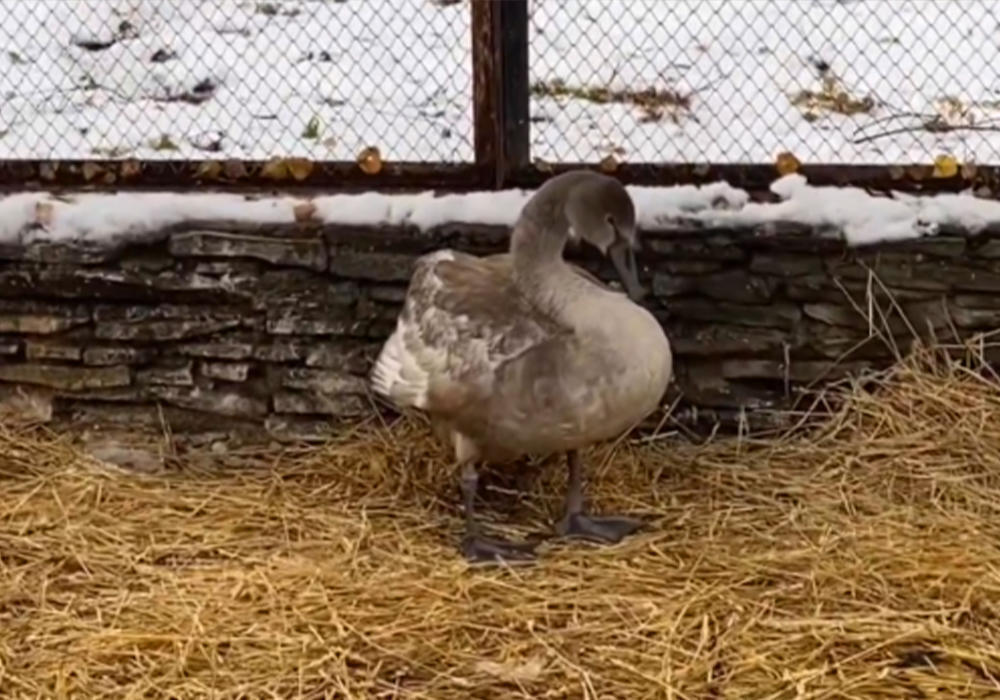 Residents of Kokshetau rescued a fragile whooper swan