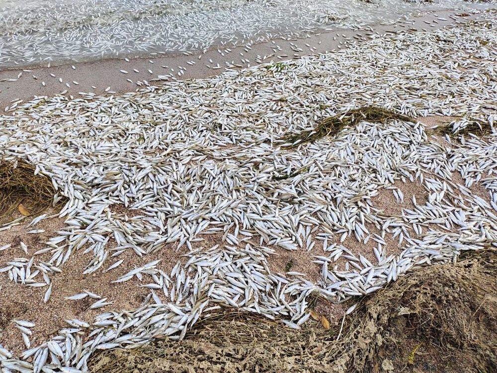 По факту гибели рыбы на Капшагае возбуждено уголовное дело