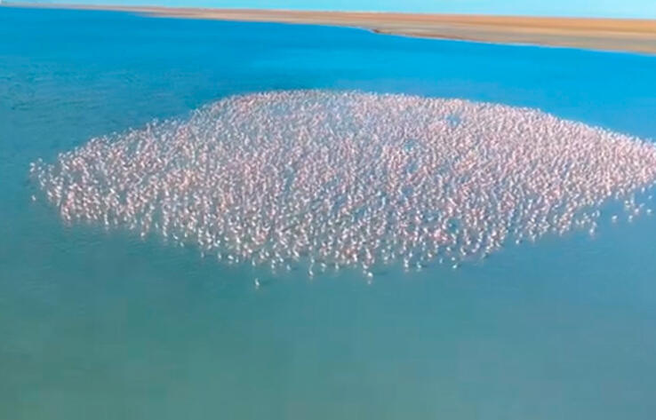 Огромную стаю фламинго сняли на видео в Актау