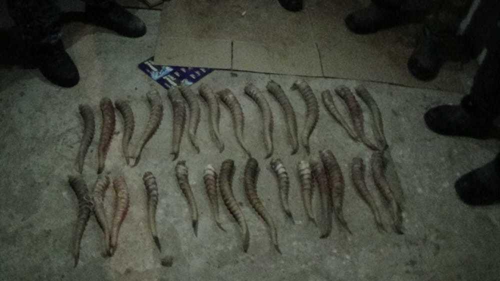 Незаконно хранившего рога сайгаков браконьера задержали в Костанайской области . Фото: ДП Костанайской области