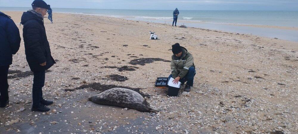 Более 100 мертвых тюленей обнаружено на побережье Каспия. Фото: Центр изучения и реабилитации каспийского тюленя