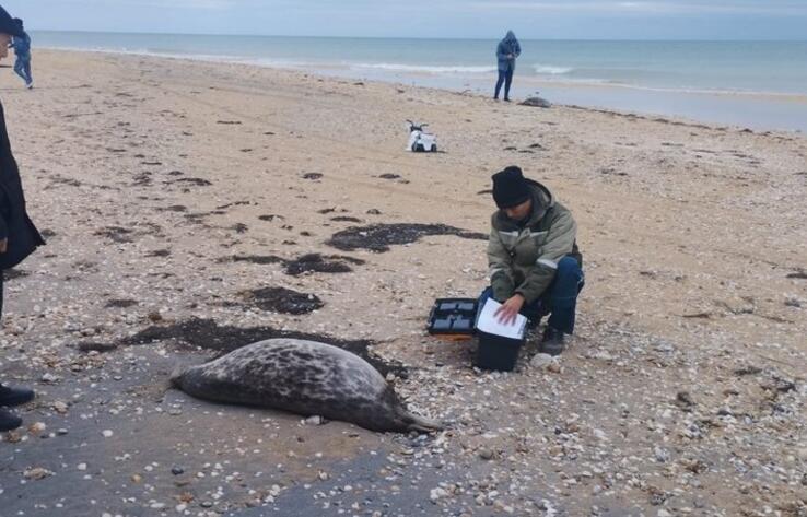 Более 100 мертвых тюленей обнаружено на побережье Каспия